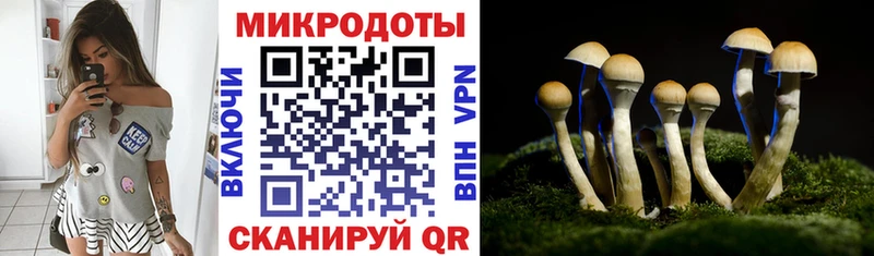 Псилоцибиновые грибы Psilocybe  Краснозаводск 